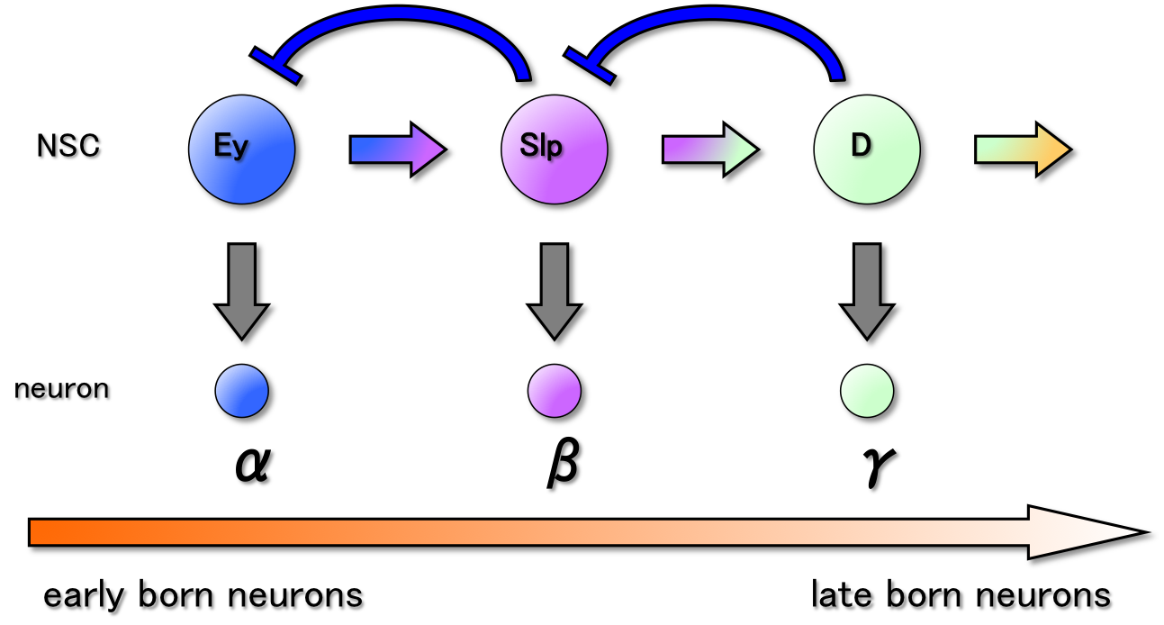 temporal factors