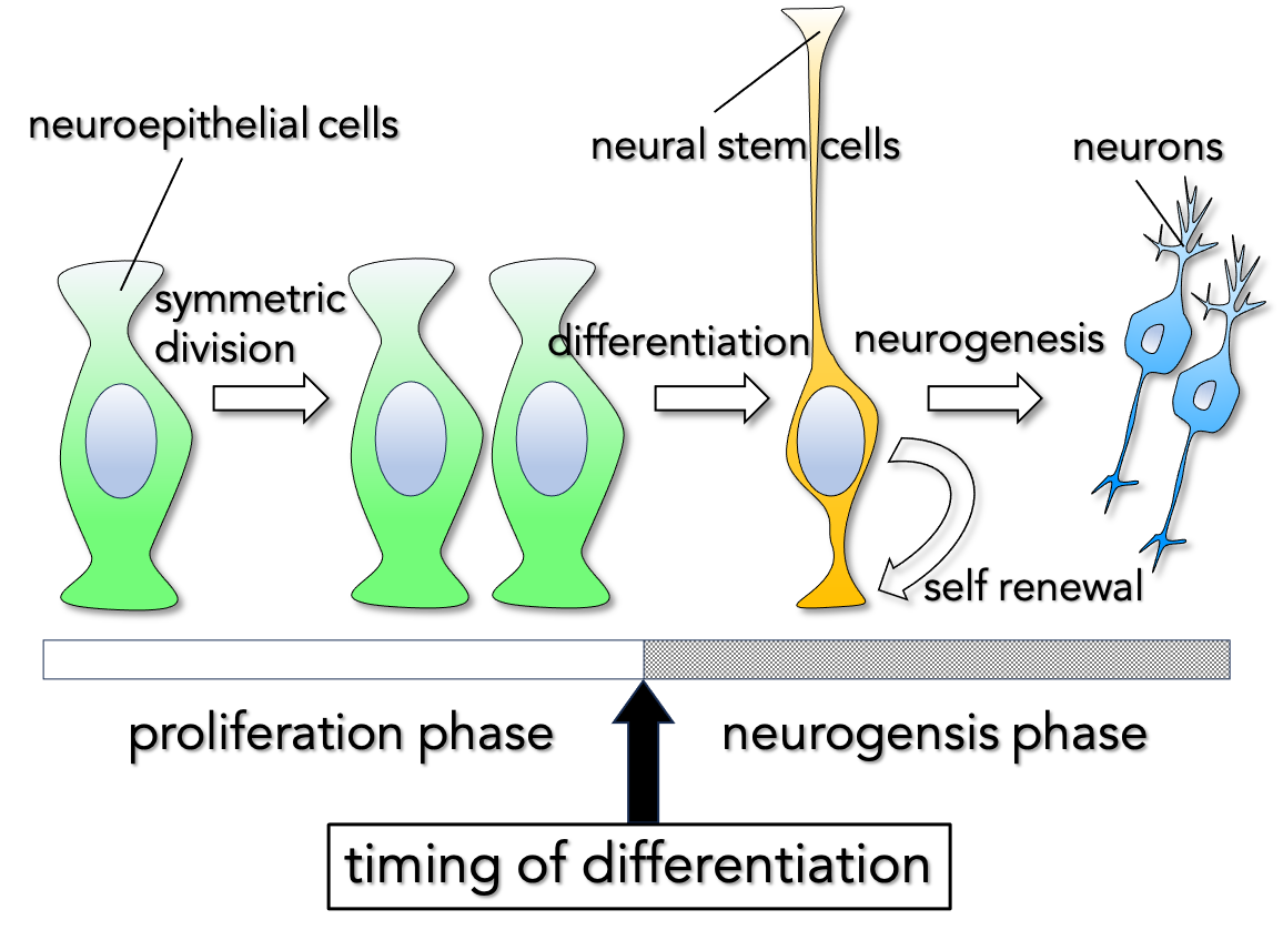 NE-NSC transition